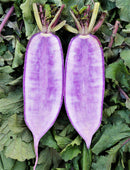 #RA1675-Mini Daikon Purple F1