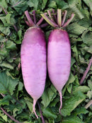 #RA1675-Mini Daikon Purple F1