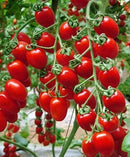 #TM1399-Grape Red F1