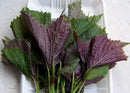 Perilla-Bicolor Shiso