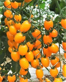 #TM1401-Grape Yellow F1