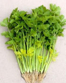 #CE1383-Chinese Yellow Stem