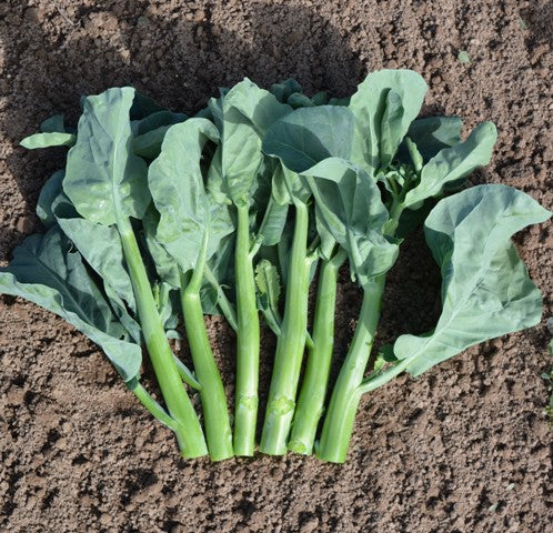 250 Heirloom Kailaan Chinese Broccoli Seeds - Gai Lan Asian Green Vegetable Seeds