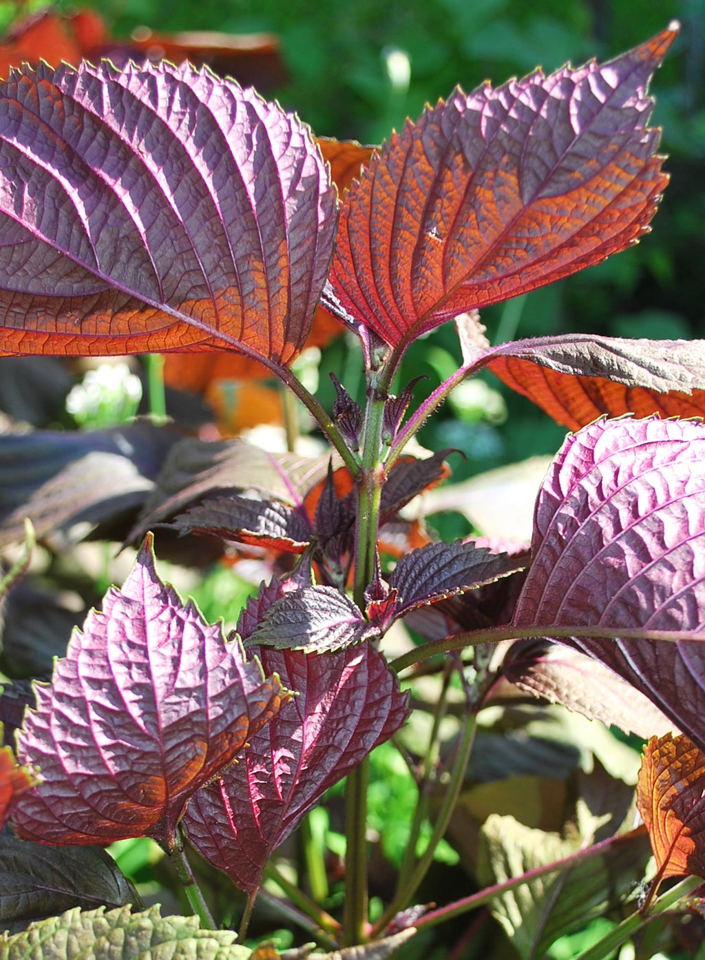 Japanese Perilla Shisho Seeds (紫苏 青苏 种子)