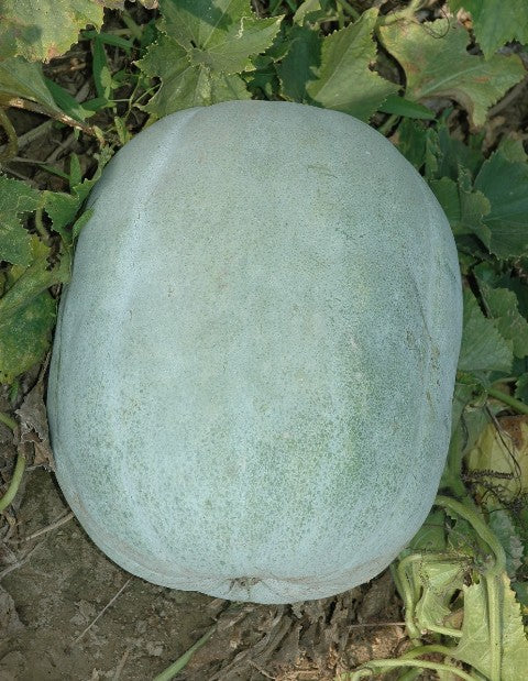 Winter Gourd Seeds (冬瓜种子)