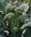 Healthy baby broccolini plant growing outdoors, featuring multiple green heads and large leaves—fresh, field-grown baby broccoli ready for harvest.