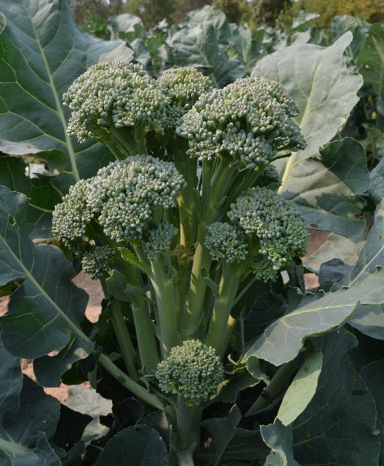 Healthy baby broccolini plant growing outdoors, featuring multiple green heads and large leaves—fresh, field-grown baby broccoli ready for harvest.