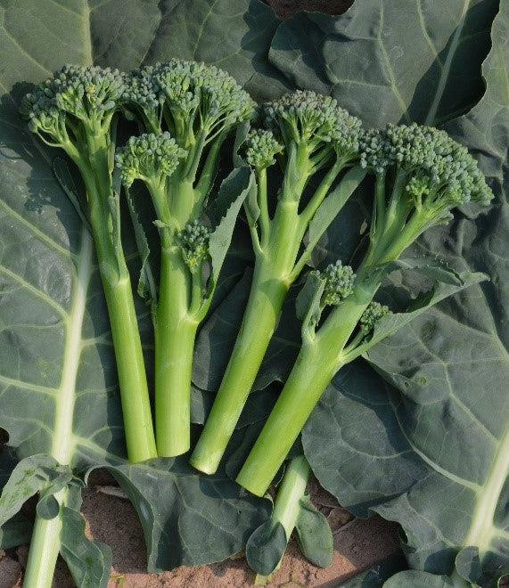 baby broccoli