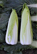 Michihili type cabbage