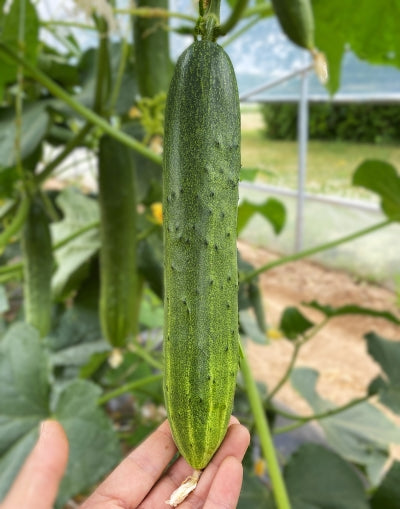 Chinese Cucumber