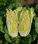 #PT1486-CR QD-5 Express F1