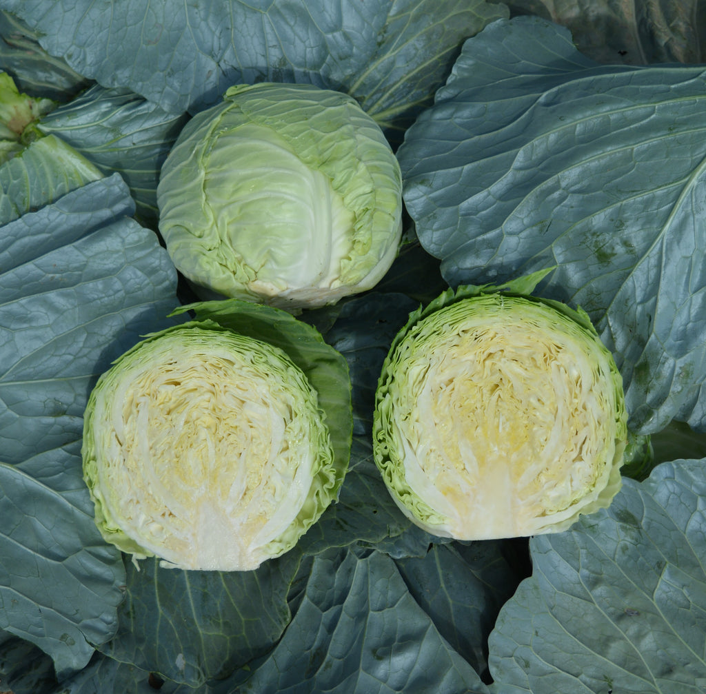 Round Cabbage Seeds-#CA1744-Blue CR292 F1 (椰菜CR292种子)