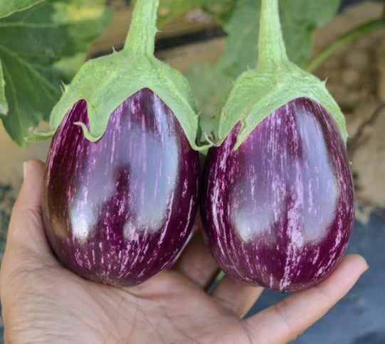 Indian darpan eggplants