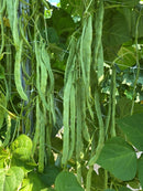 # BE1568-Qing Bian No.9