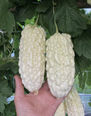Two white apple bitter melons with a textured surface held by a hand against a green leafy background