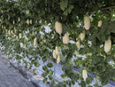 White apple bitter gourds hanging from green vines in a greenhouse setting