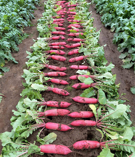 Chinese red skin radish in the field