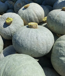 Close-up of silver kabocha pumpkins with green stems on a blurred background