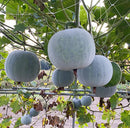Mini winter melon hanging on the vine
