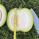 Le mini melon d'hiver est coupé au milieu