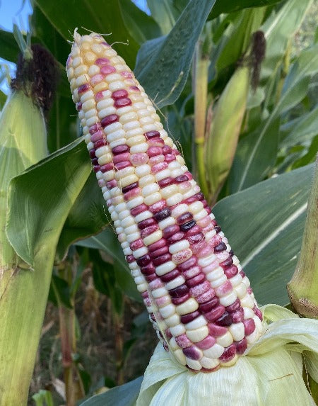 Asian/Chinese Color Waxy Corn 