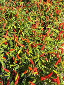 Red and green Chaotianjiao(Chili Pepper)in the field