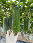 Hand holding a green winter melon with more winter melons on a vine in the background