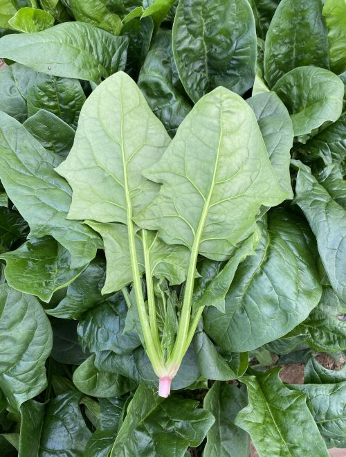 Japanese spinach
