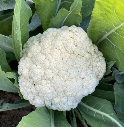 Chinese Cauliflower