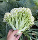 Chinese Cauliflower