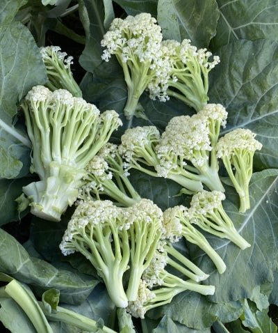 Chinese Cauliflower