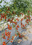 Grape tomatoes growing on a vine in a greenhouse setting