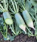 #RA1791-Taishan No.1 F1