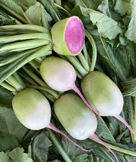 Chinese Korean Japanese Radish Seeds (中国/韩国/日本萝卜种子)