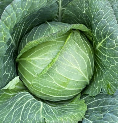 Korean/ Chinese Flat Cabbage