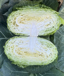 Korean/ Chinese Flat Cabbage