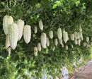 White Apple Bitter gourds hanging from a vine with green leaves