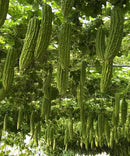 #BM1778-Green Pearl No. 2 F1