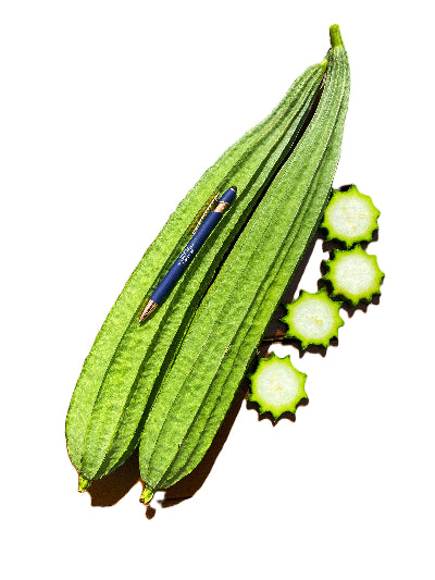Chinese Ridged Si Gua Luffa - LU1663- Da Rou hybrid (大肉棱丝瓜 种子)