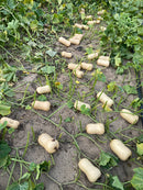 Golden butternut pumpkins on the ground among green leaves