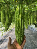 #BM1778-Green Pearl No. 2 F1