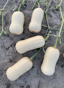 golden butternut squash on a vine with a sandy background