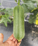 Taiwan Luffa