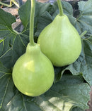 #BG1755-Big Pear F1