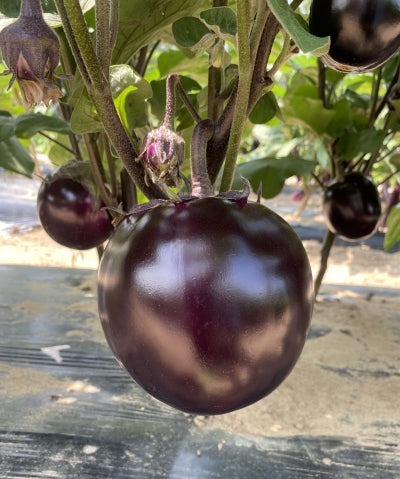 Round Eggplant