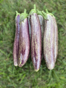 Asian Eggplants