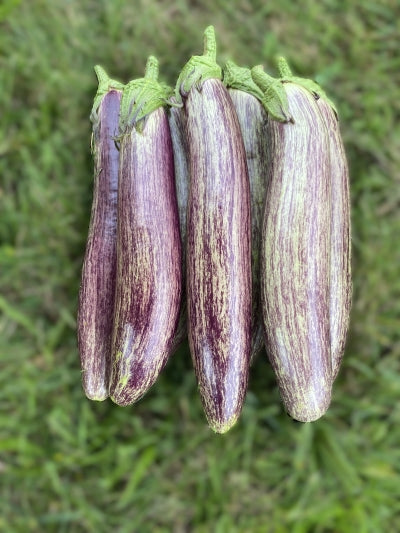 Asian Eggplants
