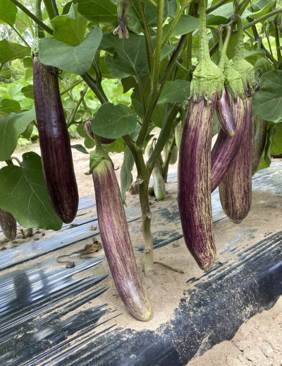 Asian Eggplants