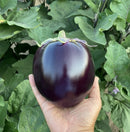 Round Eggplant