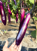 Chinese eggplant